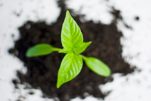 young green plant growing